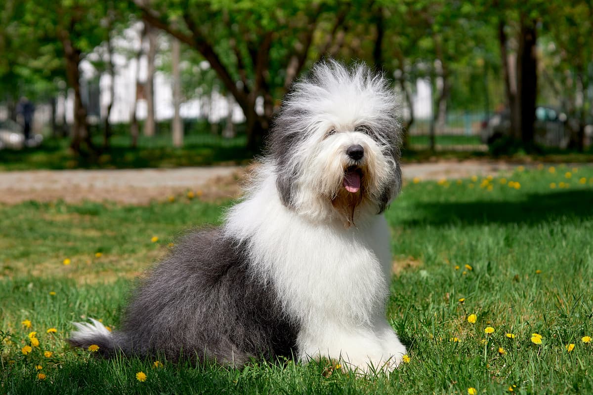 Bobtail (Old English Sheepsdog)