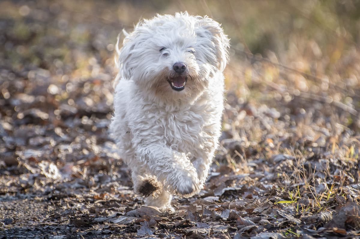Bolognese playing
