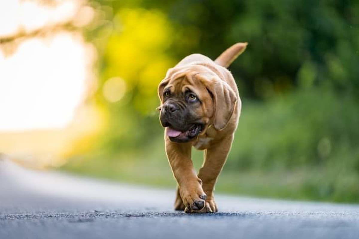Dogue de Bordeaux