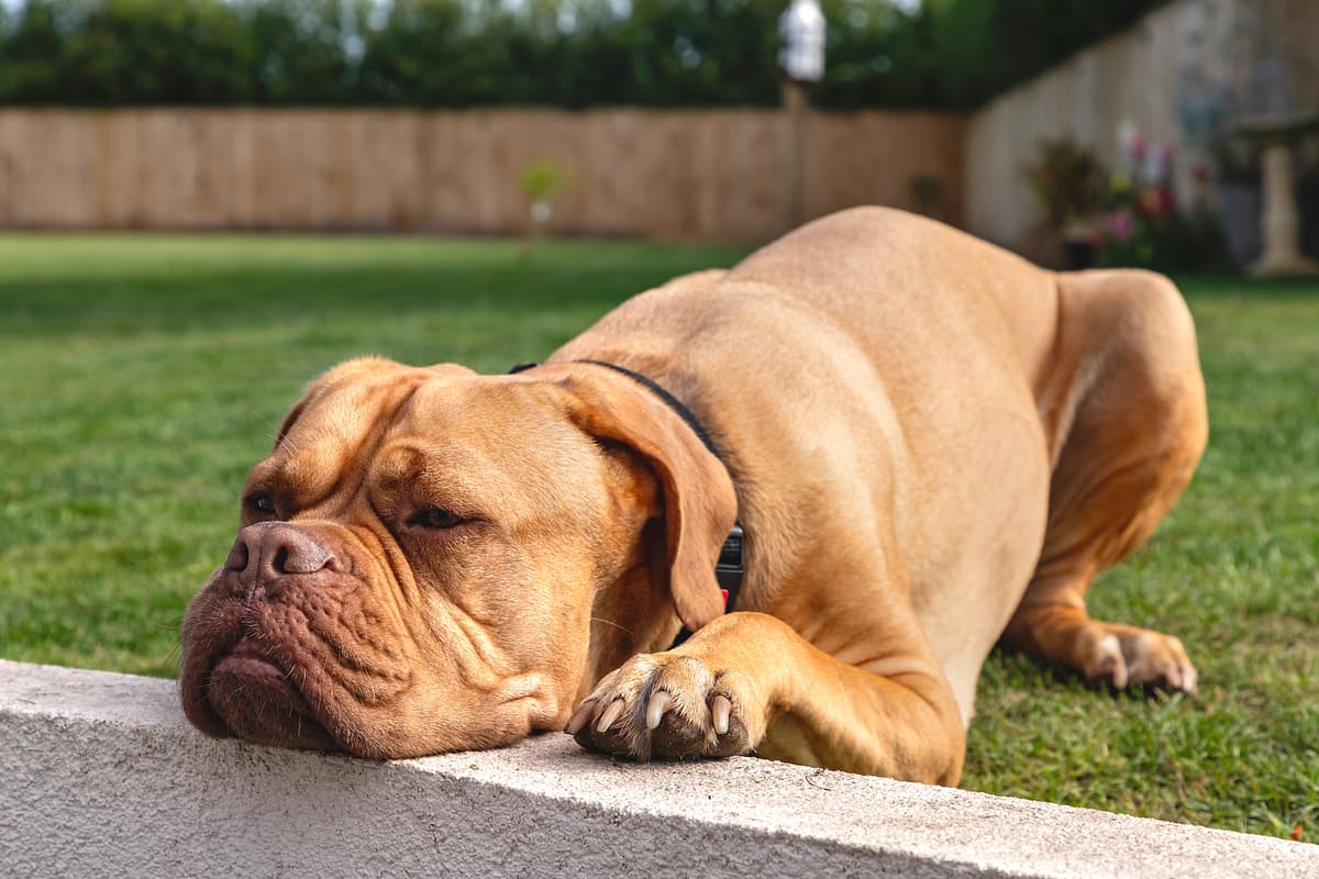 Dogue de Bordeaux playing