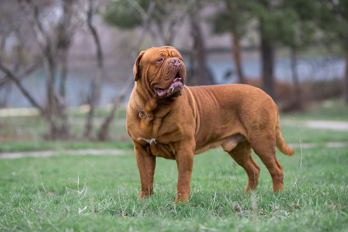 Dogue de Bordeaux with family