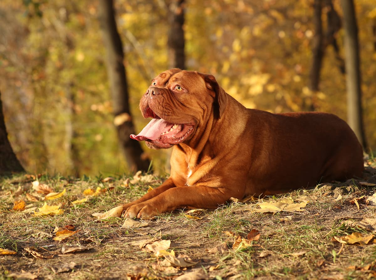 Dogue de Bordeaux