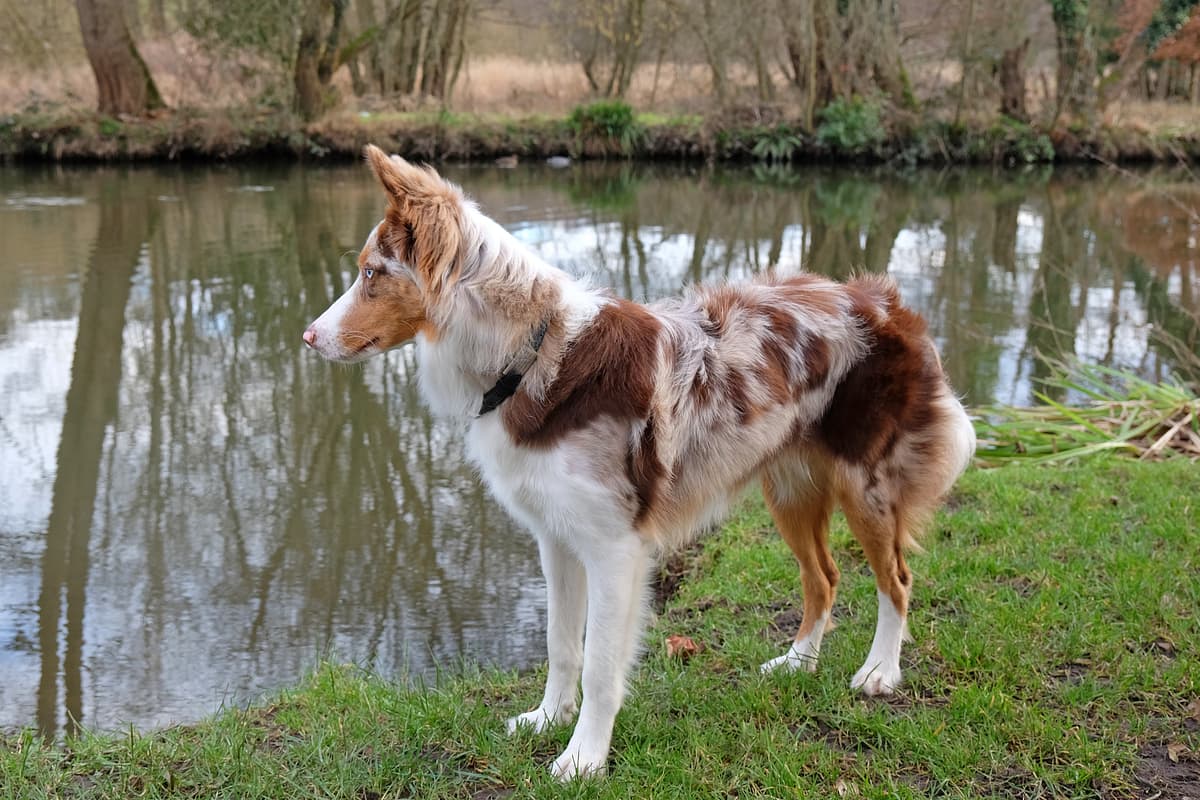 Border Collie playing