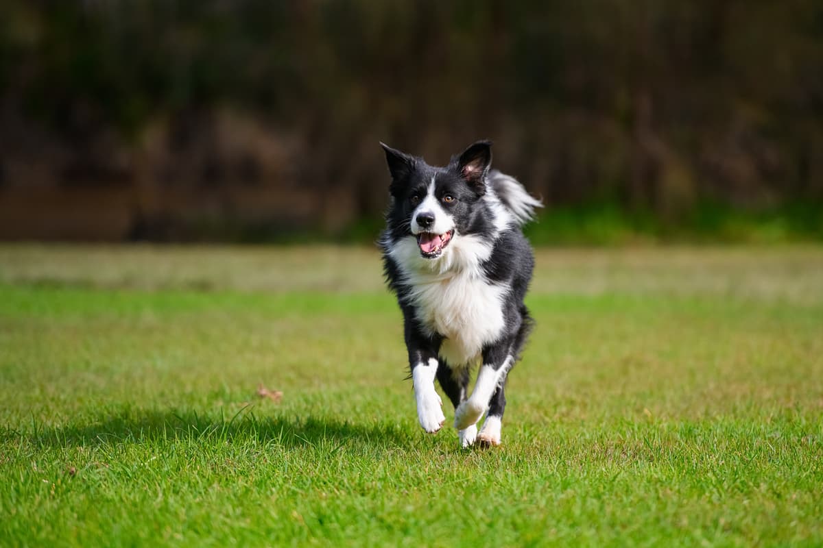 Border Collie with family
