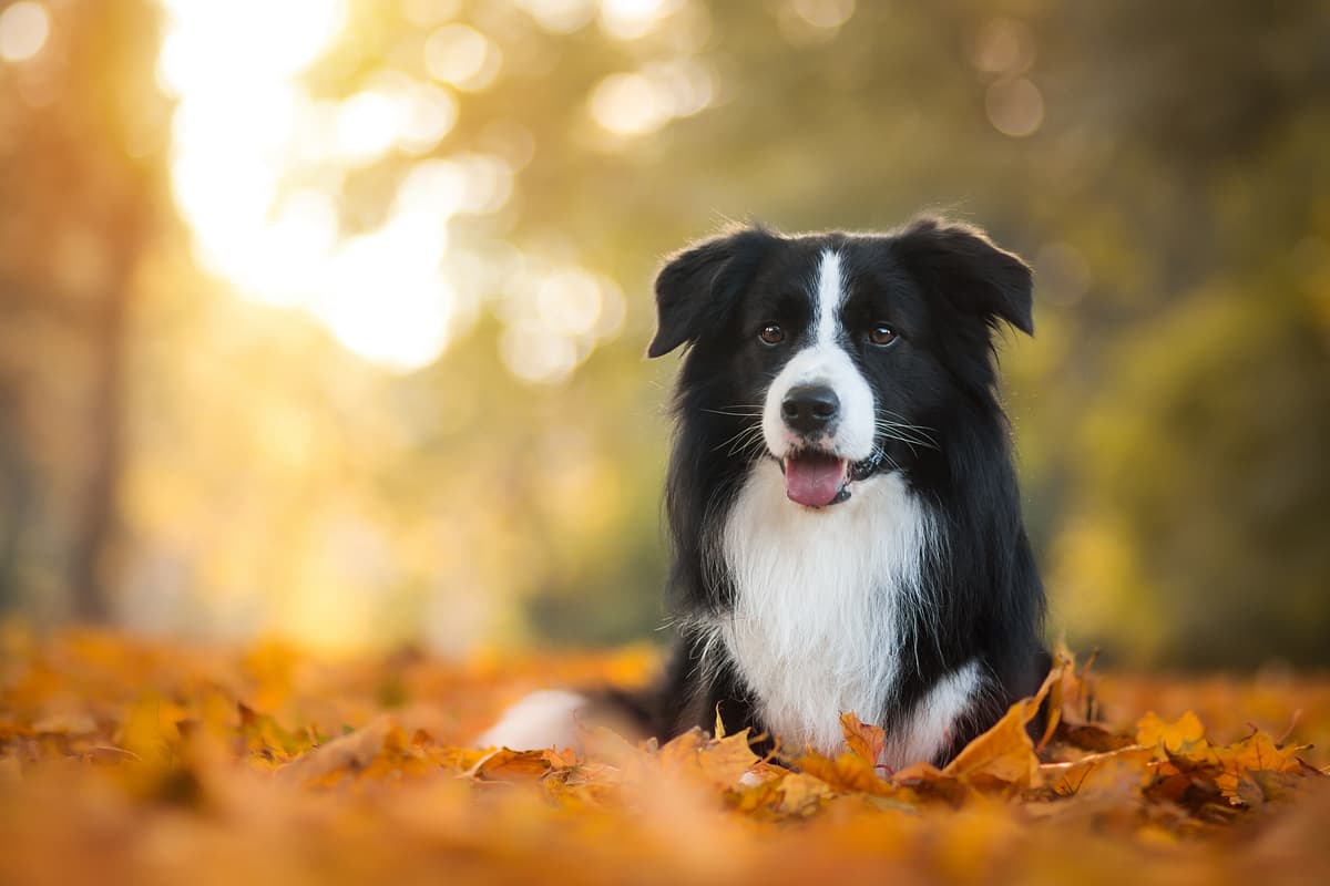 Border Collie