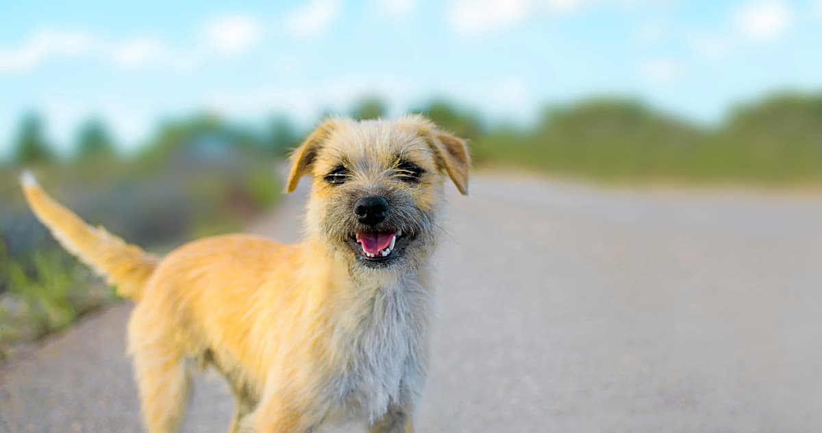 Border Terrier