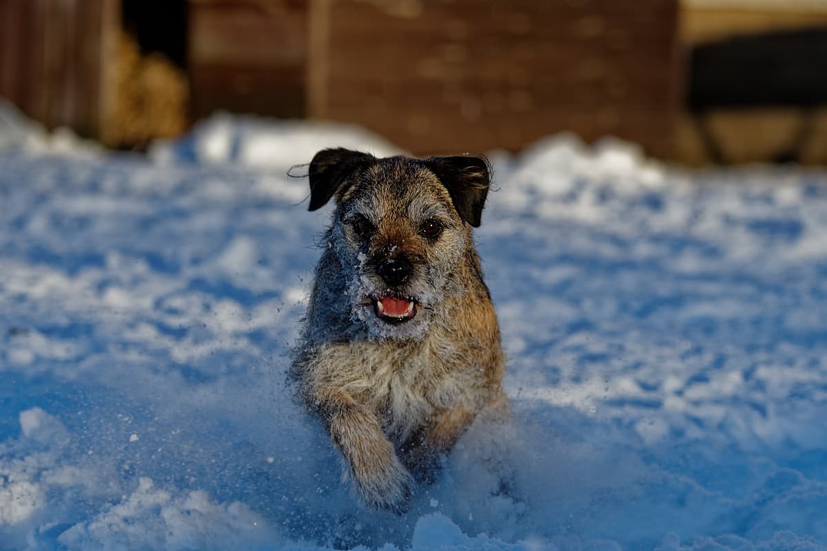 Border Terrier with family