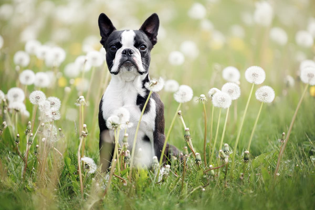 Boston Terrier