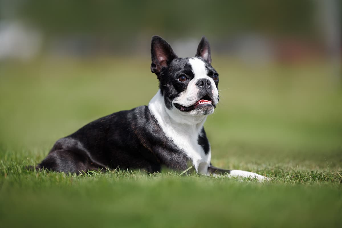 Boston Terrier playing