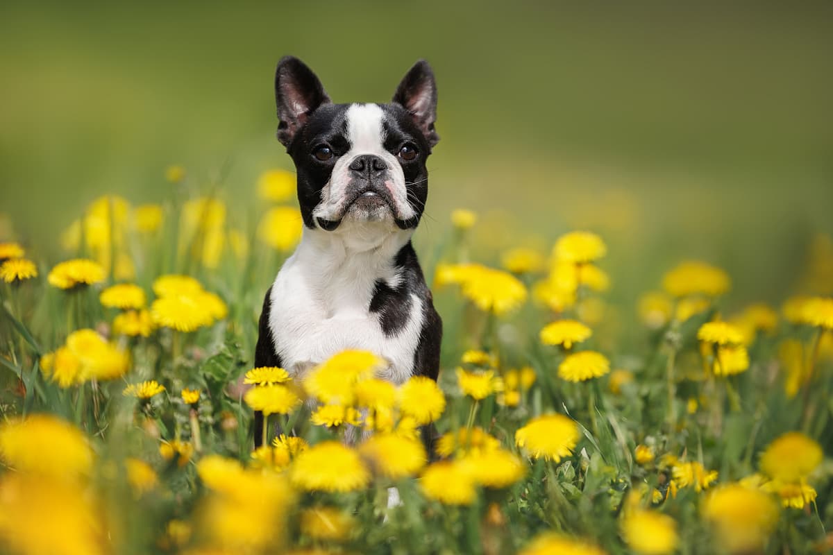 Boston Terrier with family