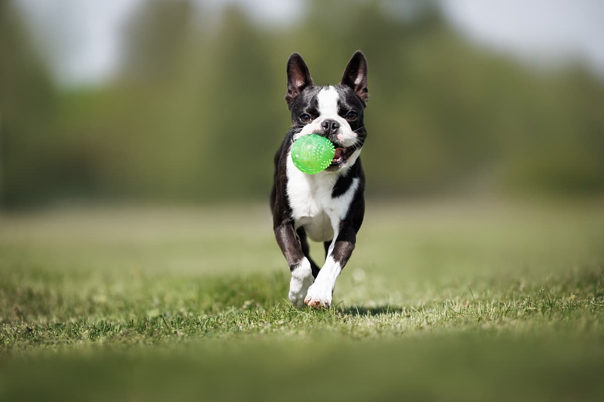 Boston Terrier