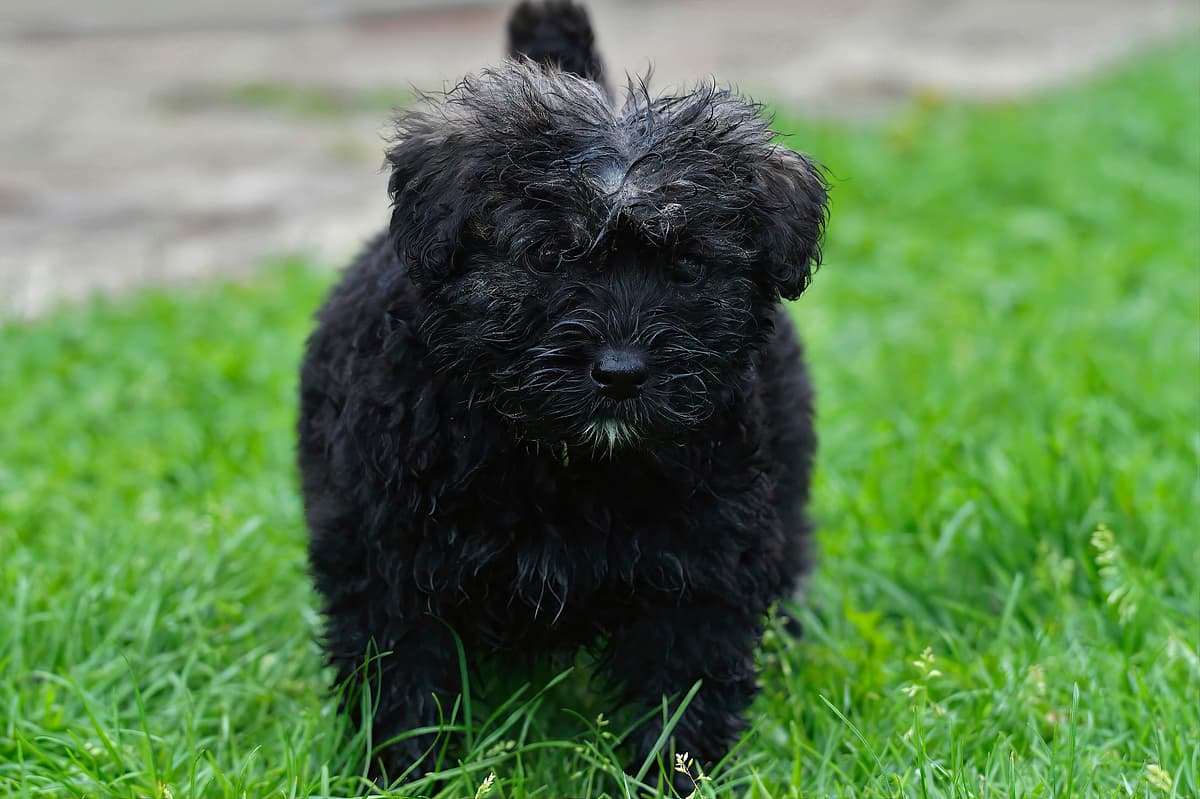 Bouvier