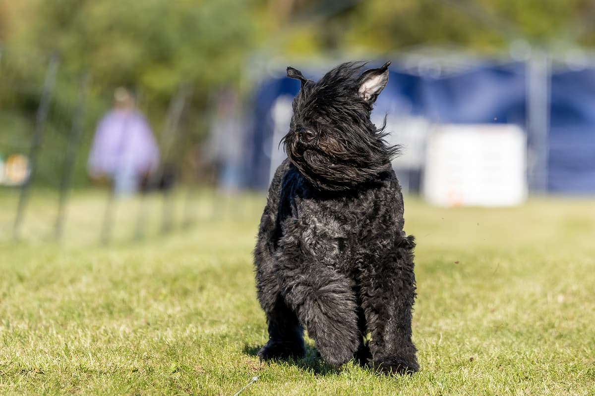 Bouvier playing