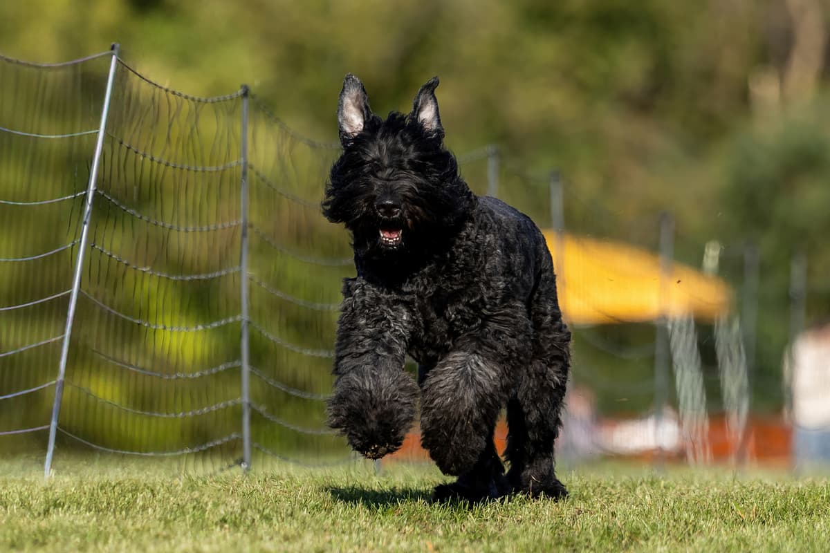 Bouvier with family