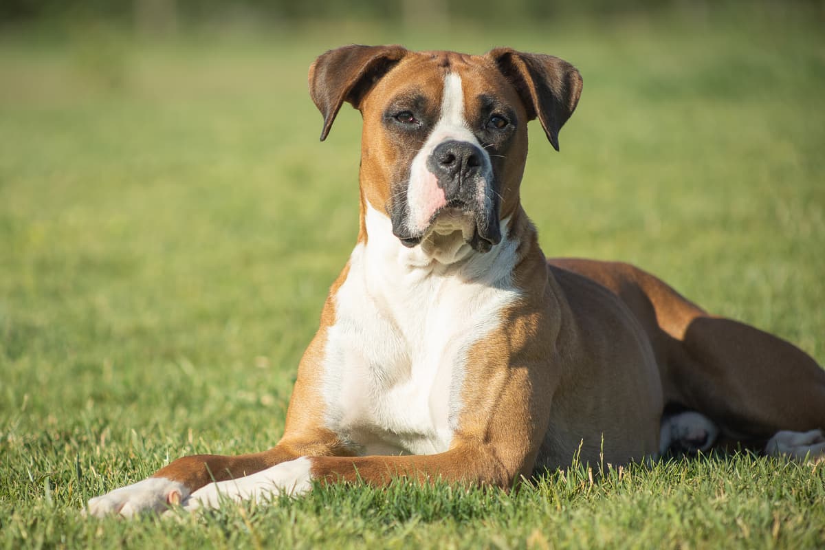 Boxer with family