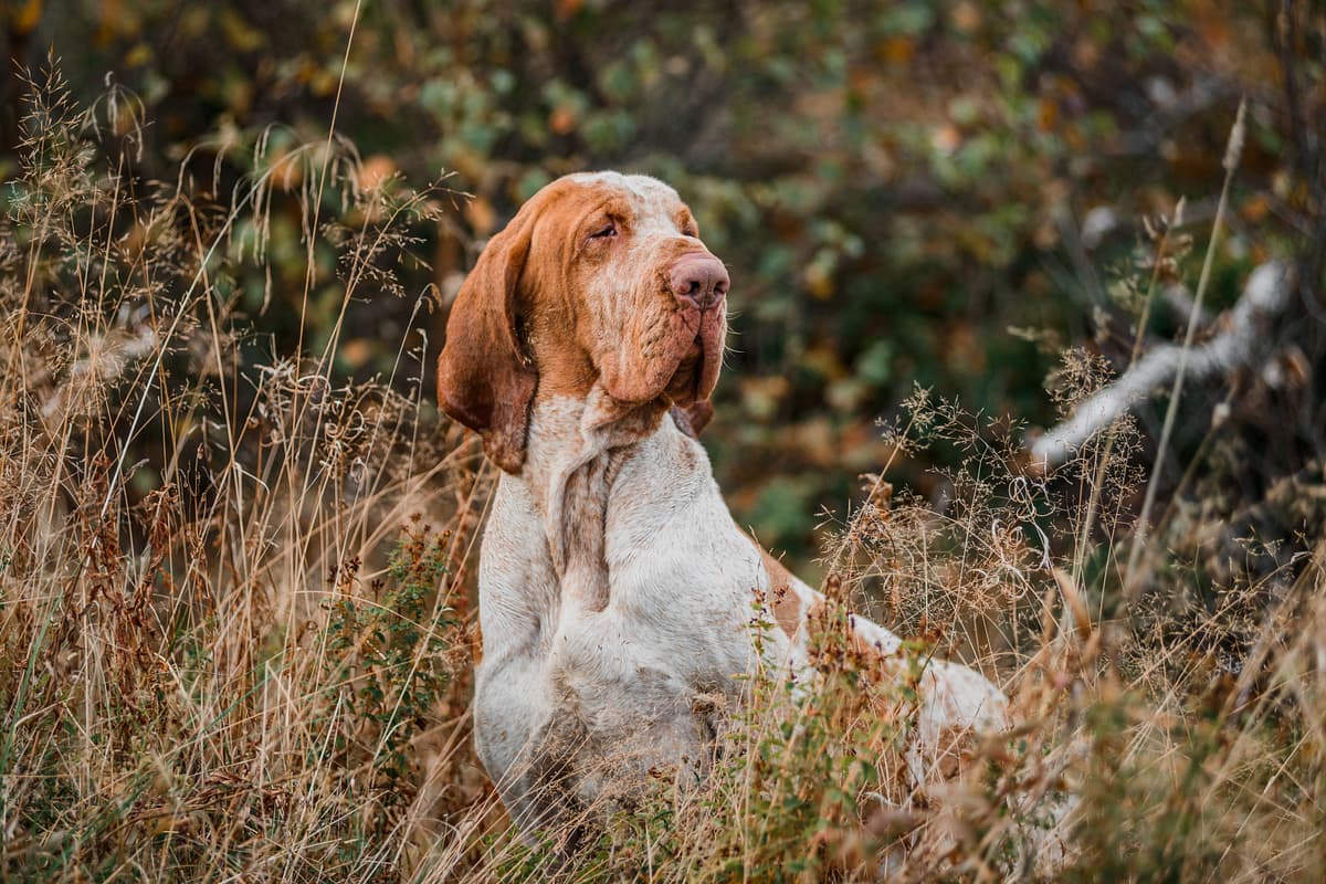 Bracco Italiano