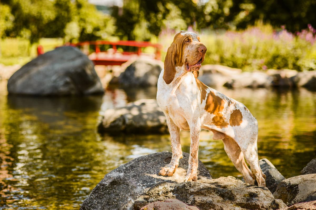 Bracco Italiano playing