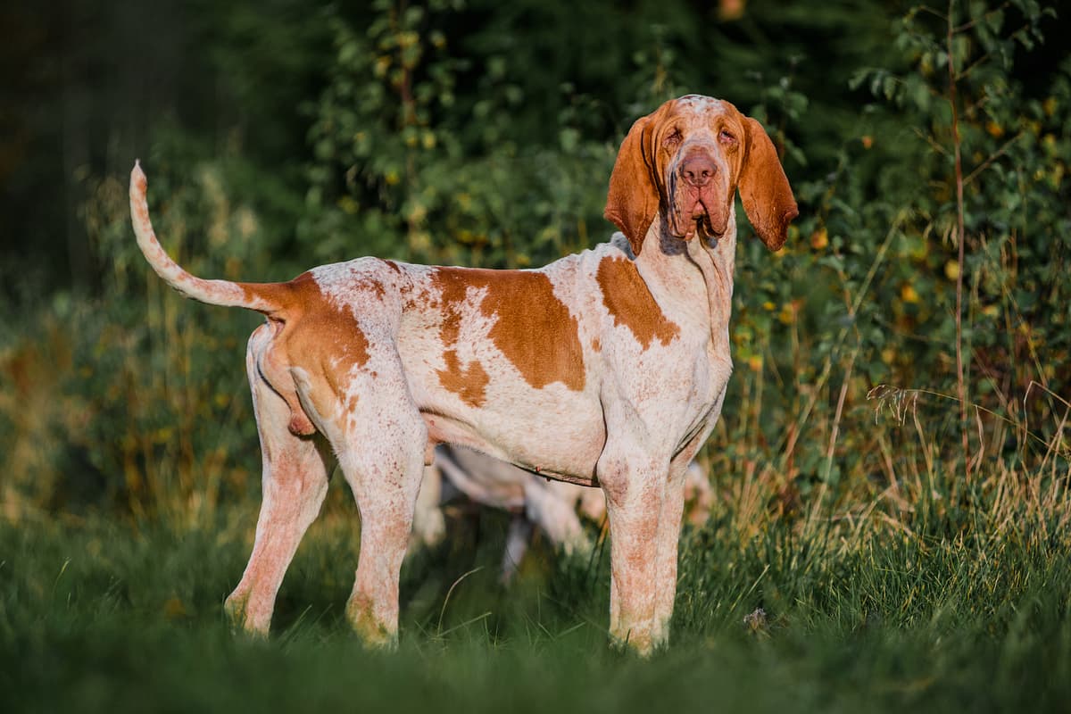 Bracco Italiano with family