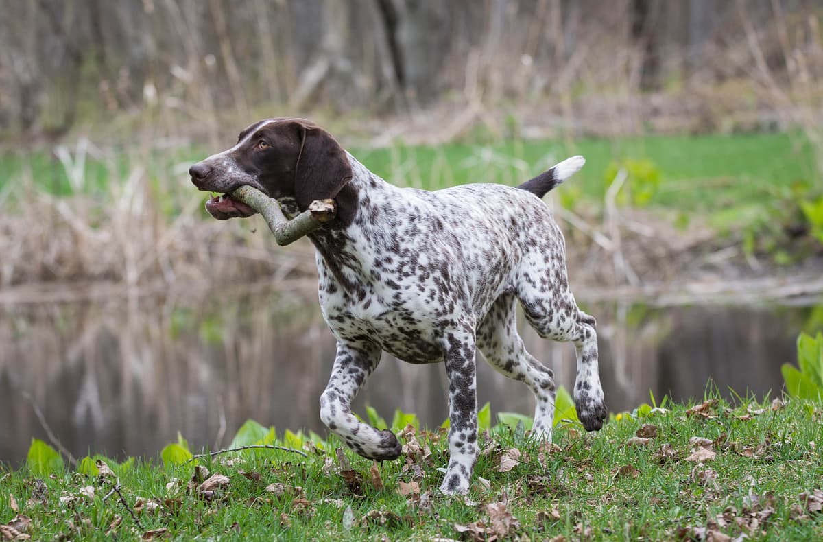 Saint Germain Pointer playing