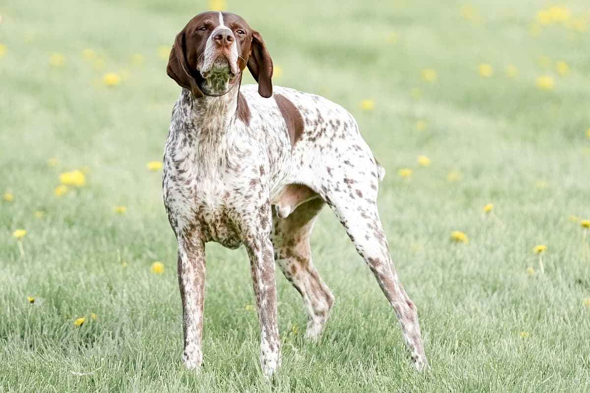 Saint Germain Pointer