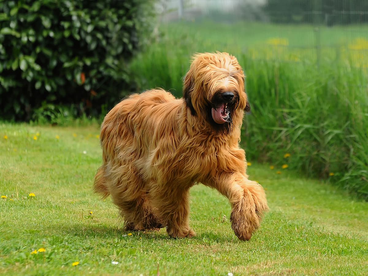 Briard playing