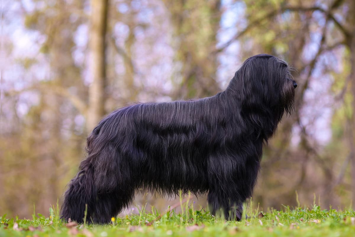 Briard with family