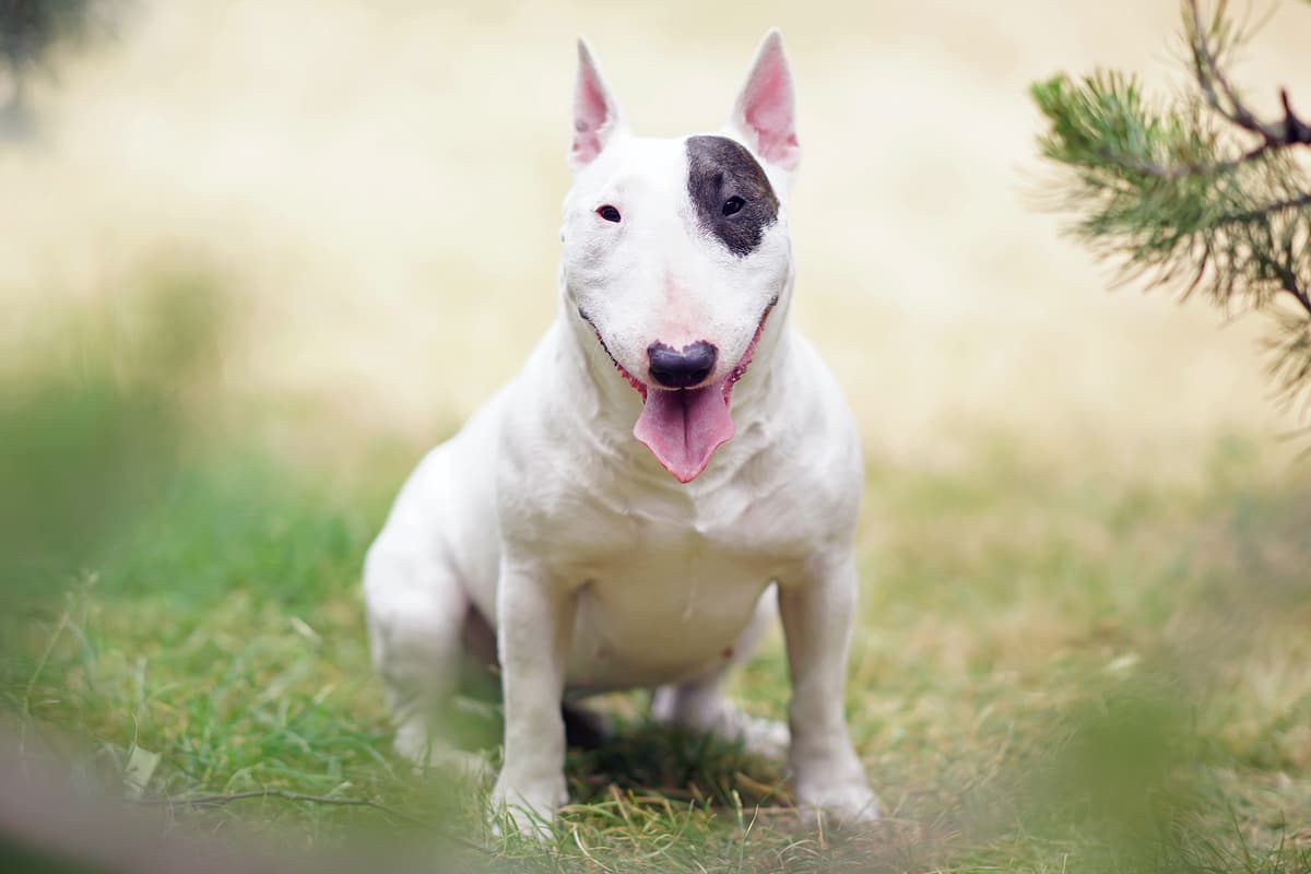 Bull Terrier playing