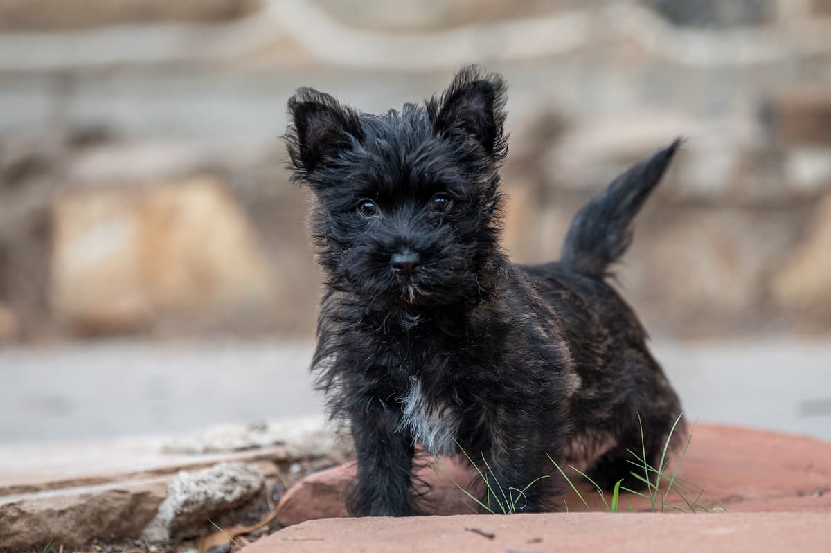 Cairn Terrier playing