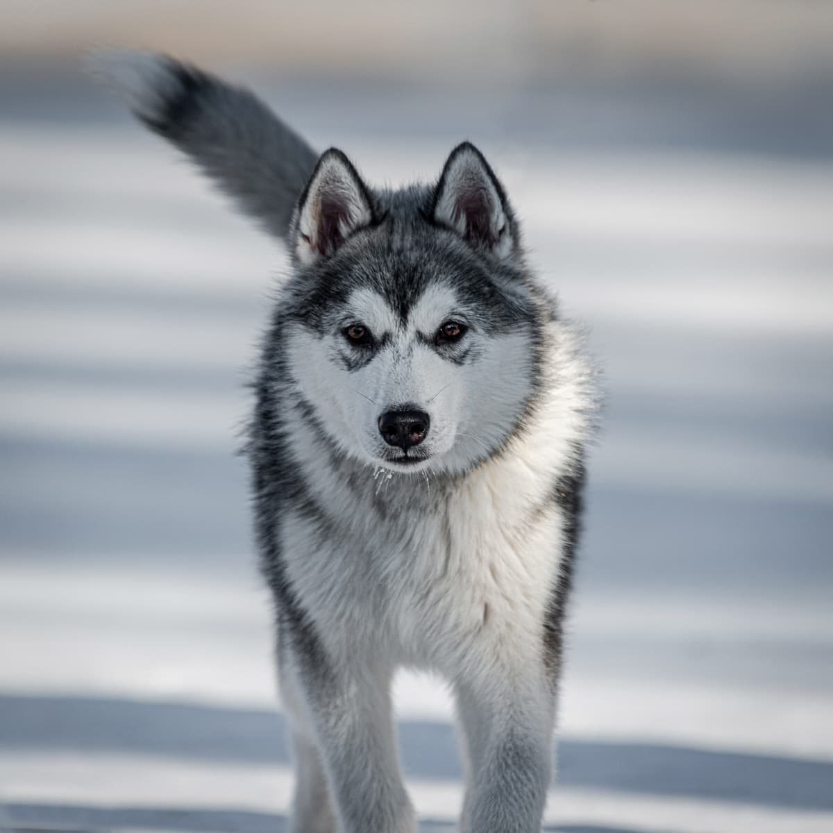 Canadese Eskimohond