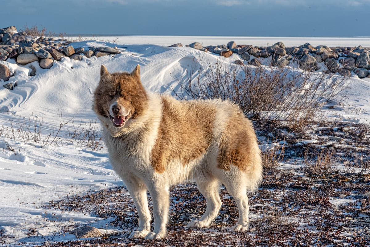 Canadese Eskimohond with family