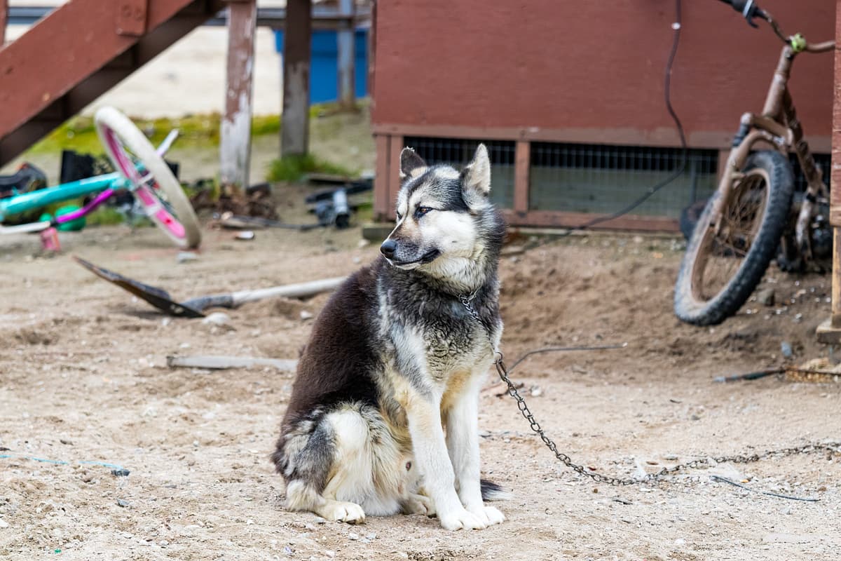 Canadese Eskimohond
