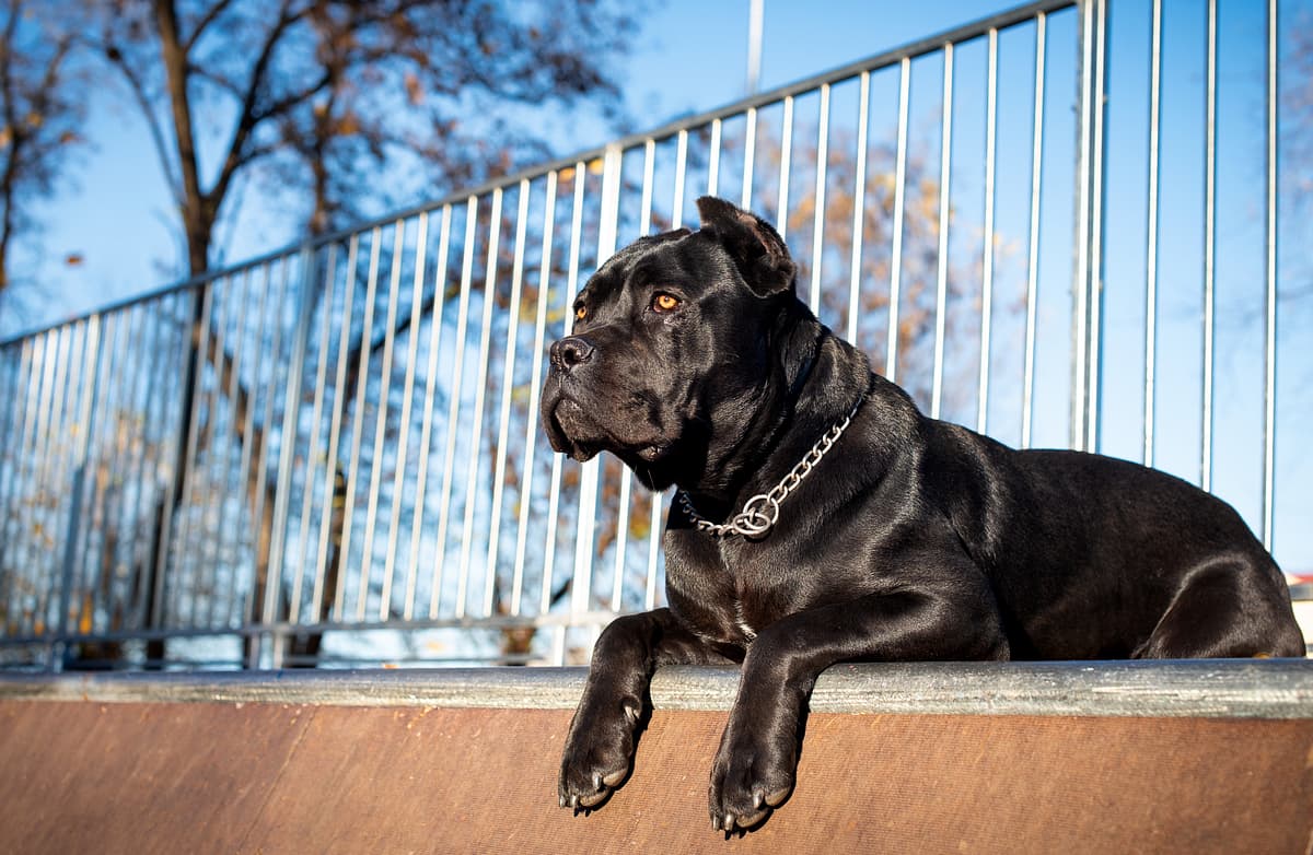 Cane Corso