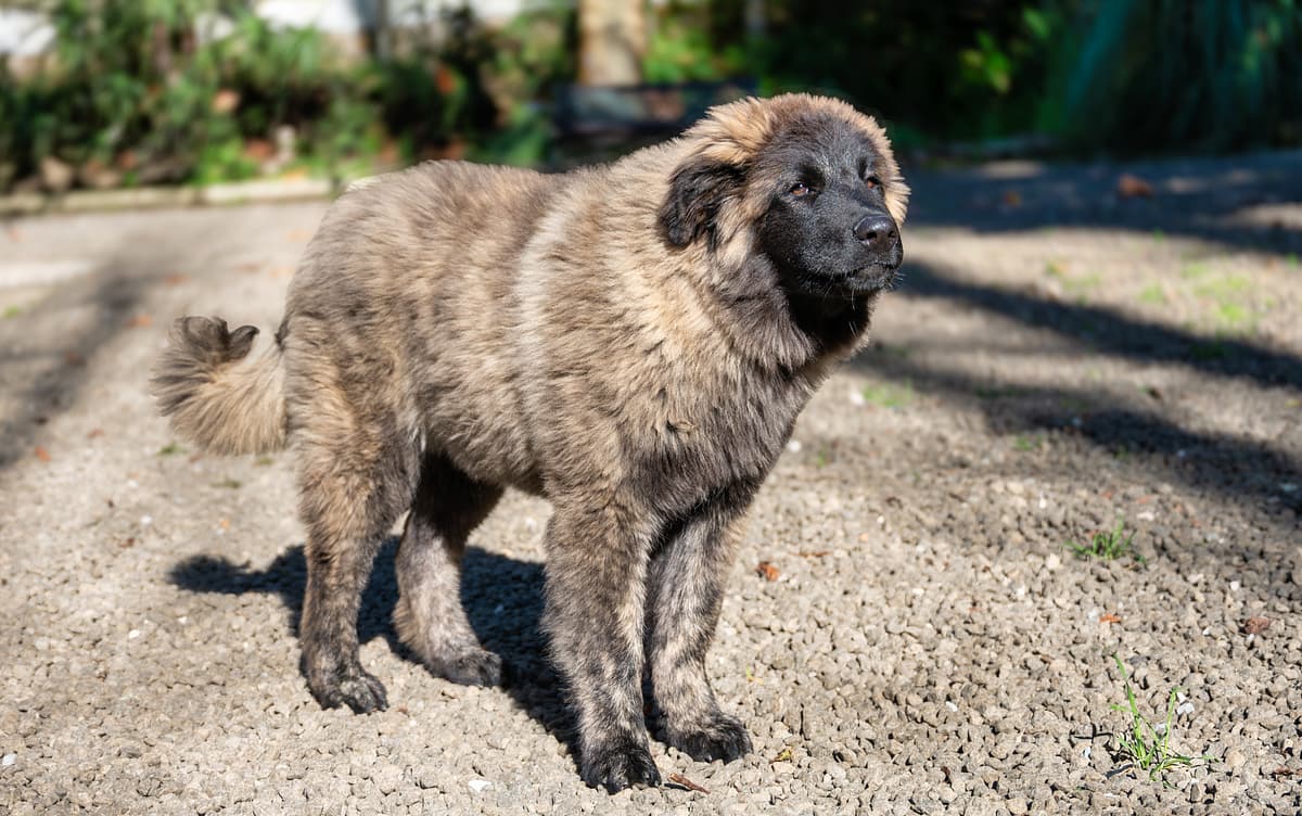 Estrela Mountain Dog