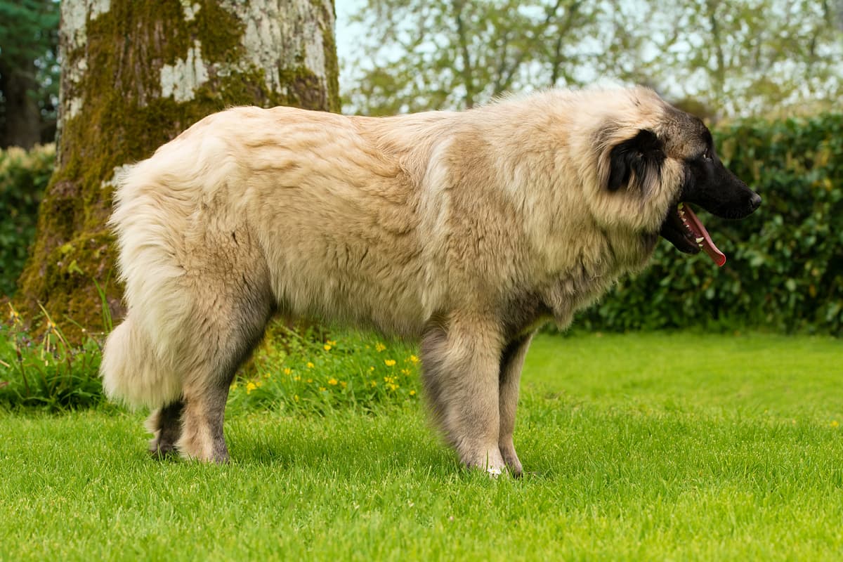 Estrela Mountain Dog playing