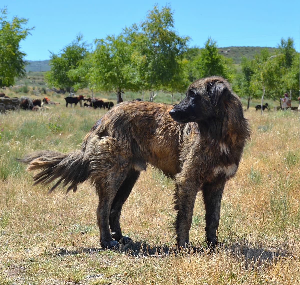 Estrela Mountain Dog