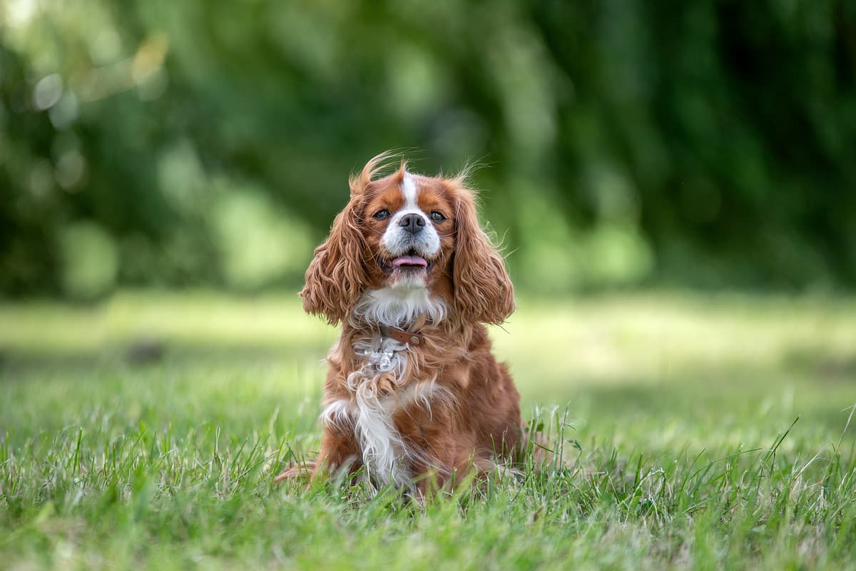 Cavalier King Charles Spaniel playing