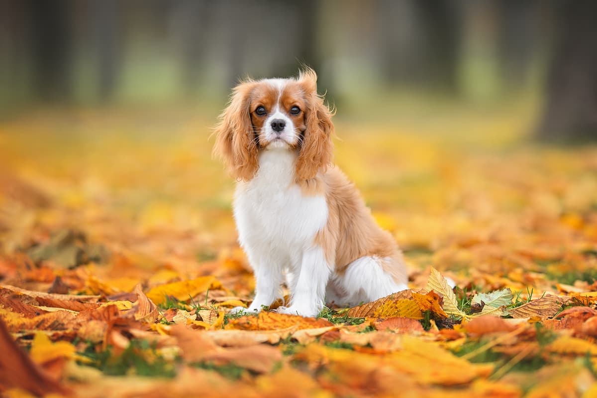 Cavalier King Charles Spaniel with family