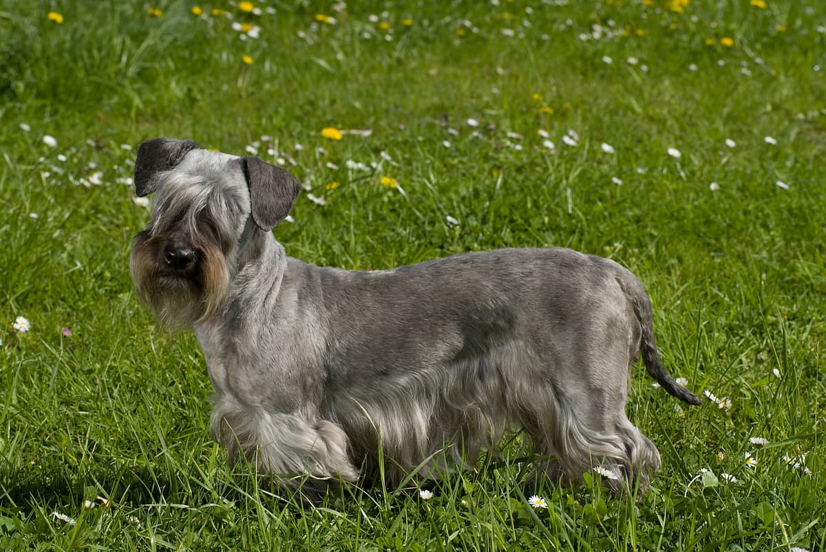 Cesky Terrier (Boheemse Terrier)