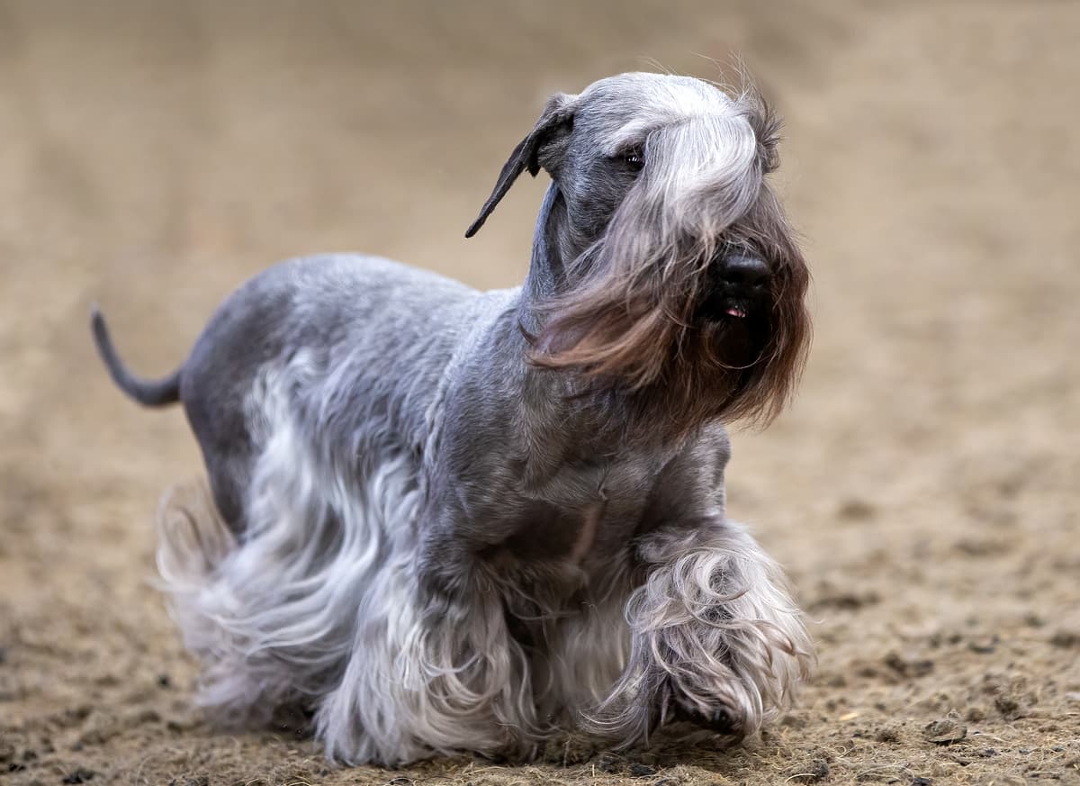 Cesky Terrier playing