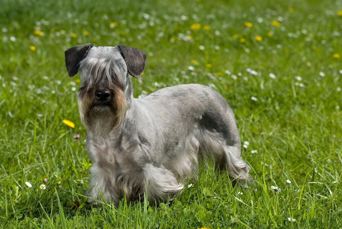 Cesky Terrier with family
