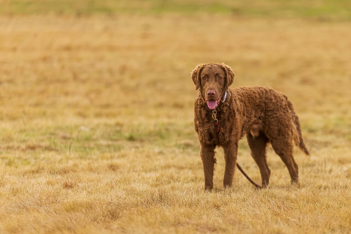 Chesapeake Bay Retriever