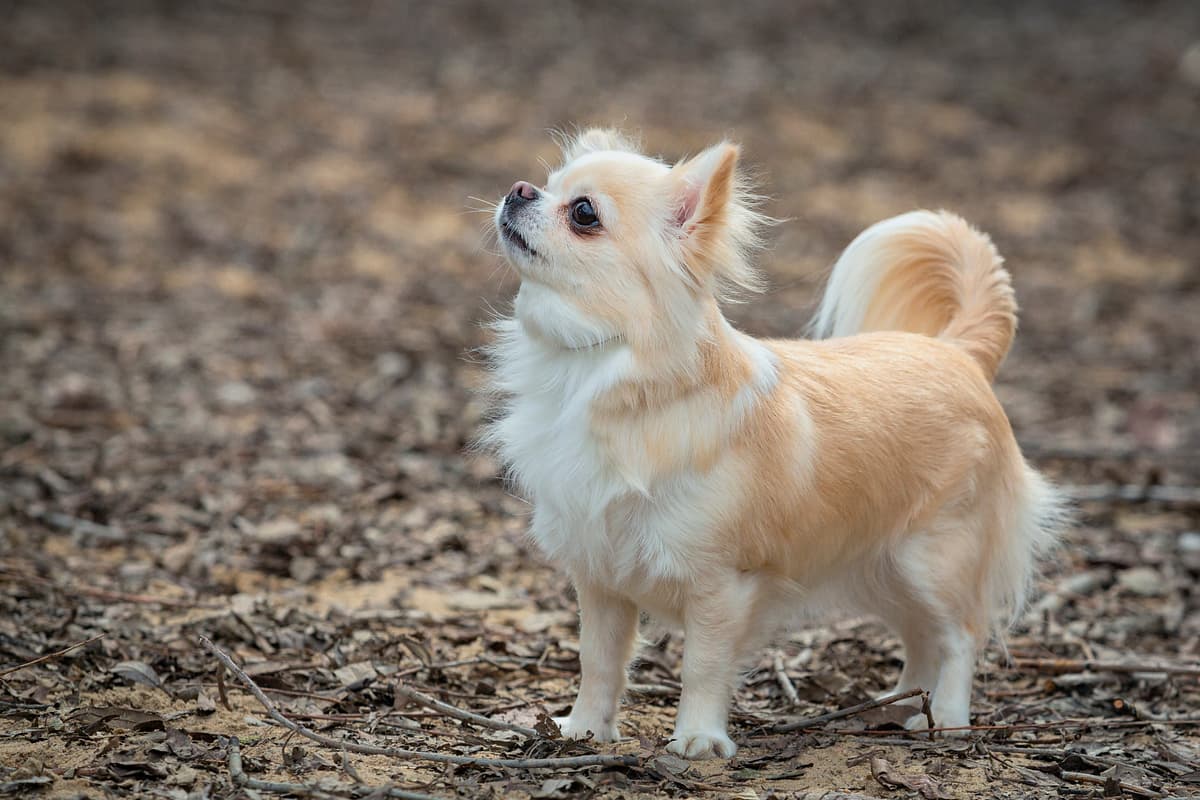 Chihuahua playing