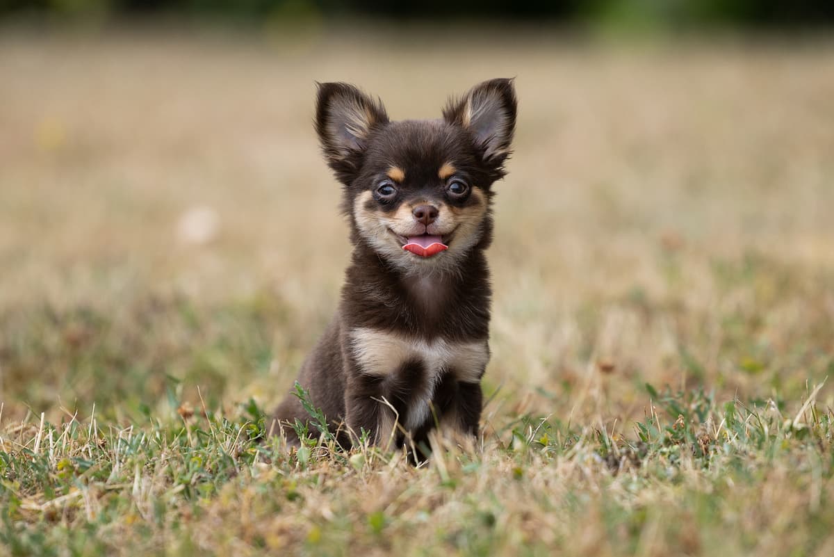 Chihuahua