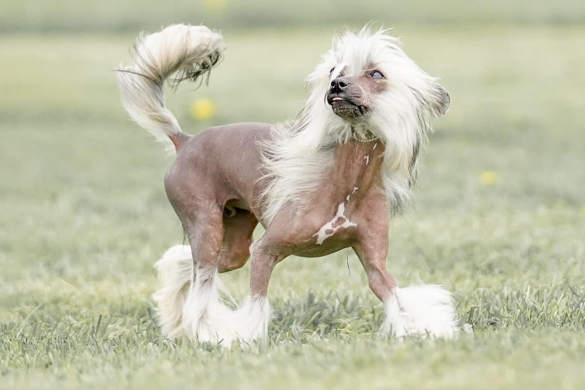 Chinese Naakthond