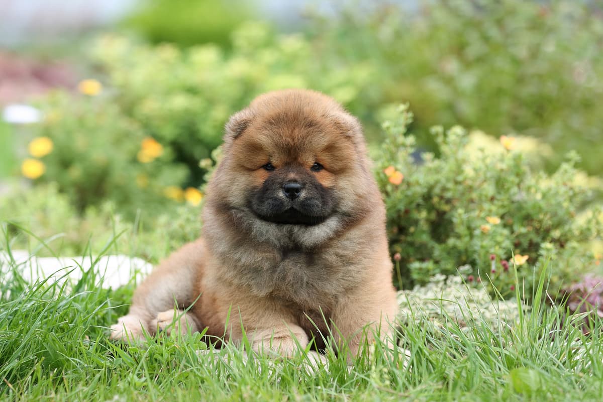 Chow Chow with family