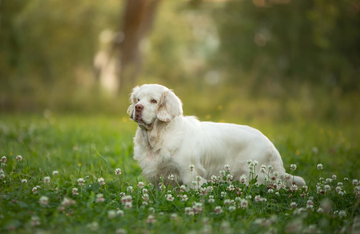Clumber Spaniel playing