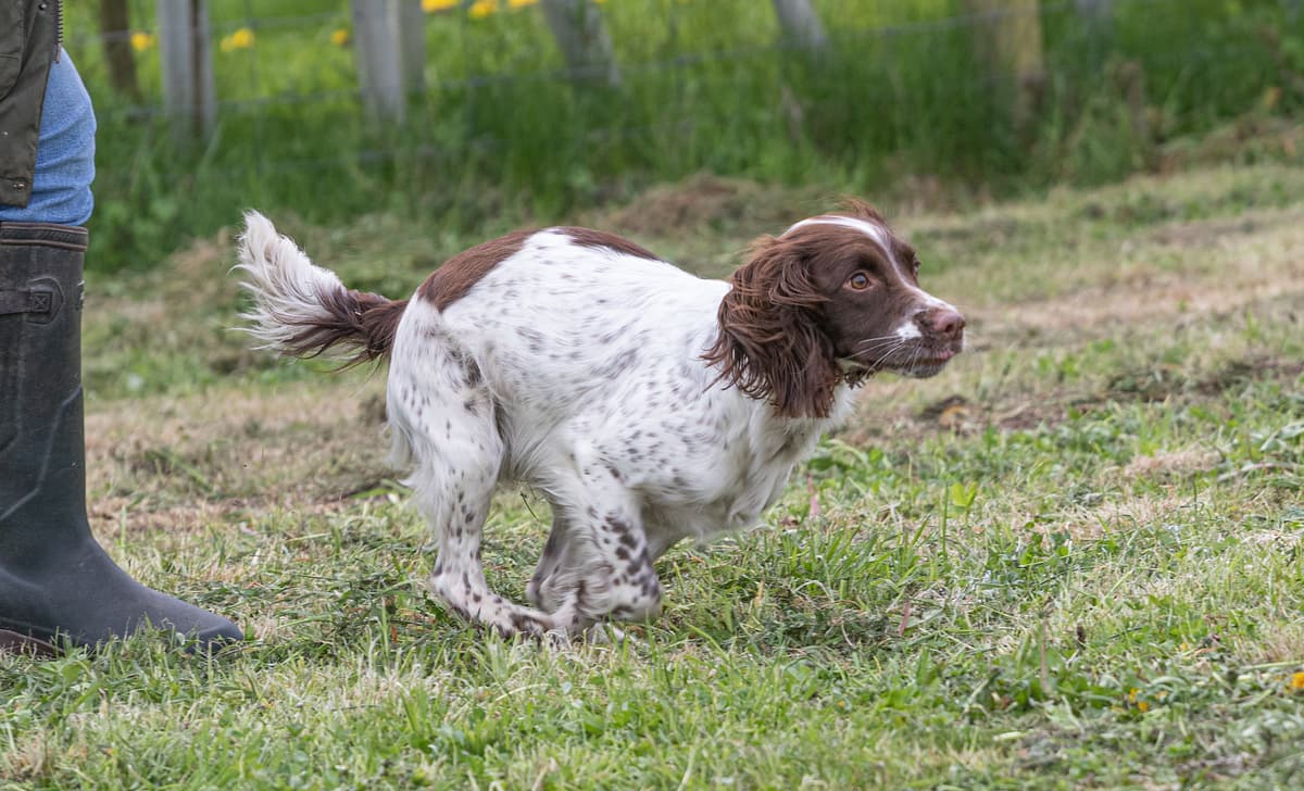 Cocker Spaniel playing