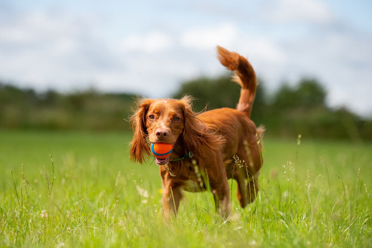 Cocker Spaniel with family