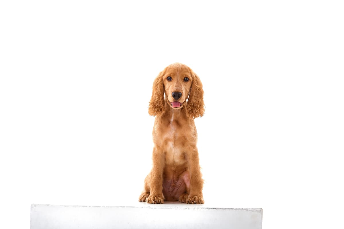 Cocker Spaniel