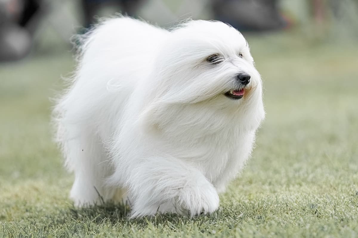 Coton de Tulear